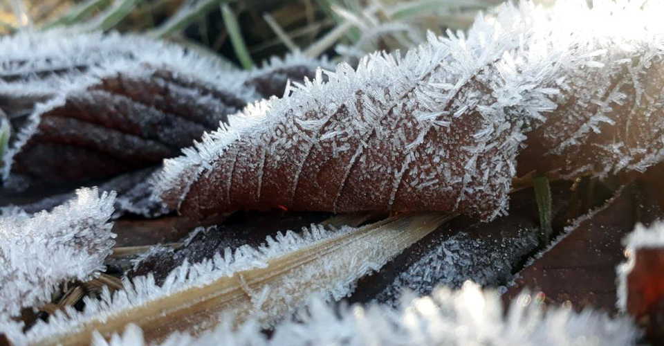 Winterblätter mit Raureif
